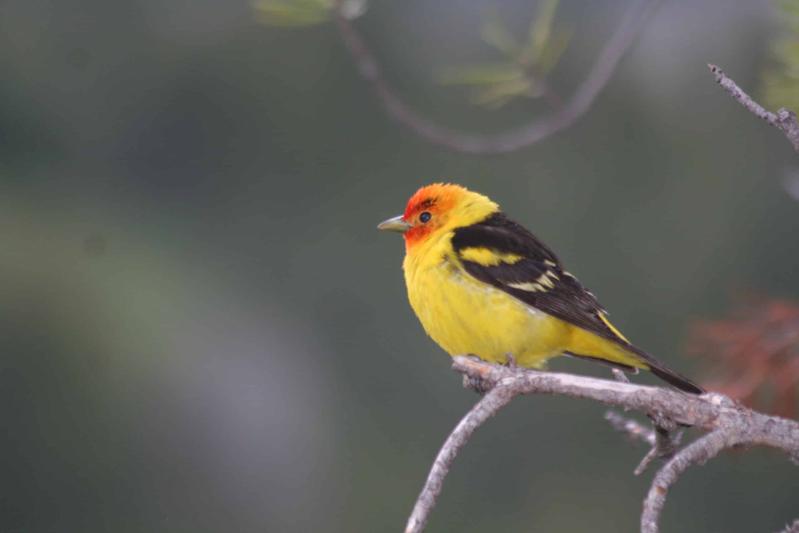 western tanager with an eyebrow; piranga ludoviciana, male