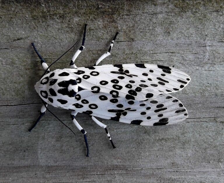 file:giant leopard moth (hypercompe scribonia) flickr jay sturner (1).jpg file:giant leopard moth (hypercompe scribonia) flickr jay sturner (1).jpg