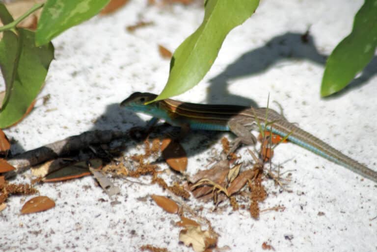 cnemidophorus (whiptail lizard)