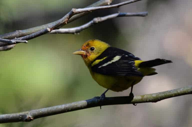 file:tángara capucha roja, western tanager, piranga ludoviciana (13362839744).jpg
