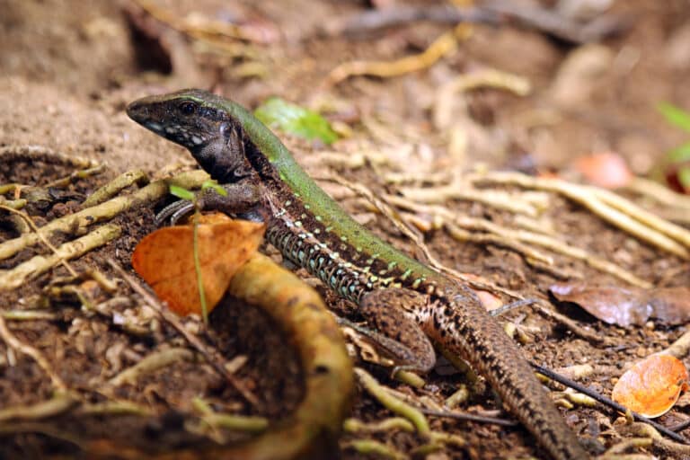 giant ameiva (ameiva atrigularis)