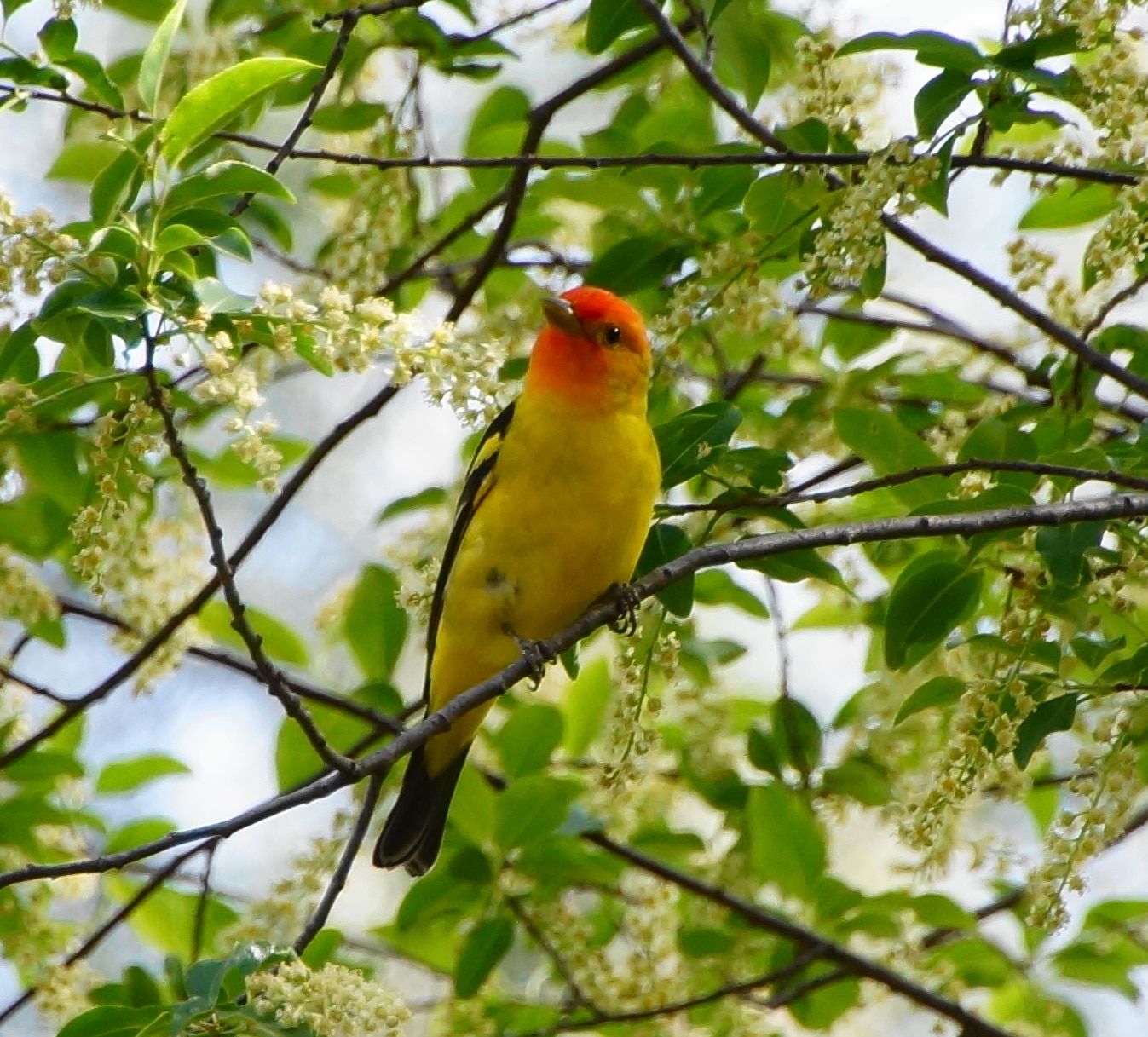 western tanager (13995801737)
