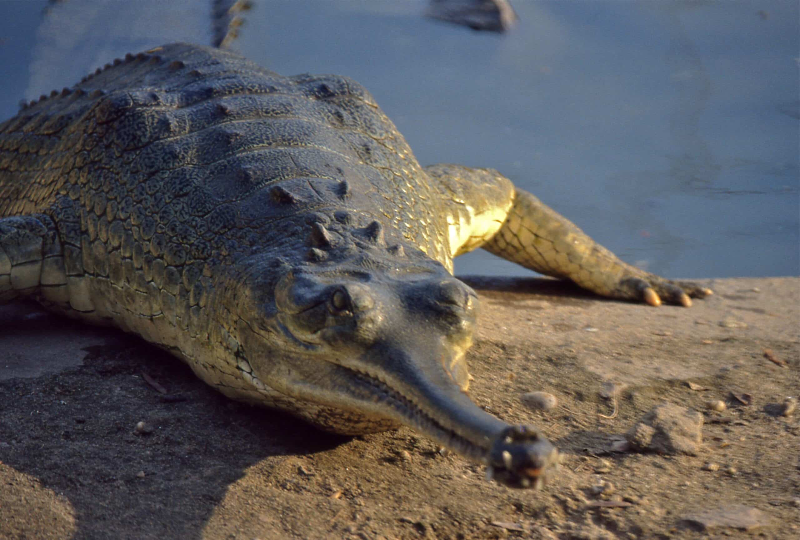 gharial (gavialis gangeticus) female (19377694183) gharial (gavialis gangeticus) female (19377694183)
