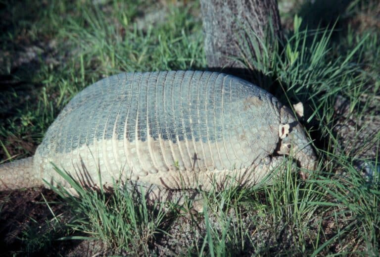 giant armadillo standing in grass
