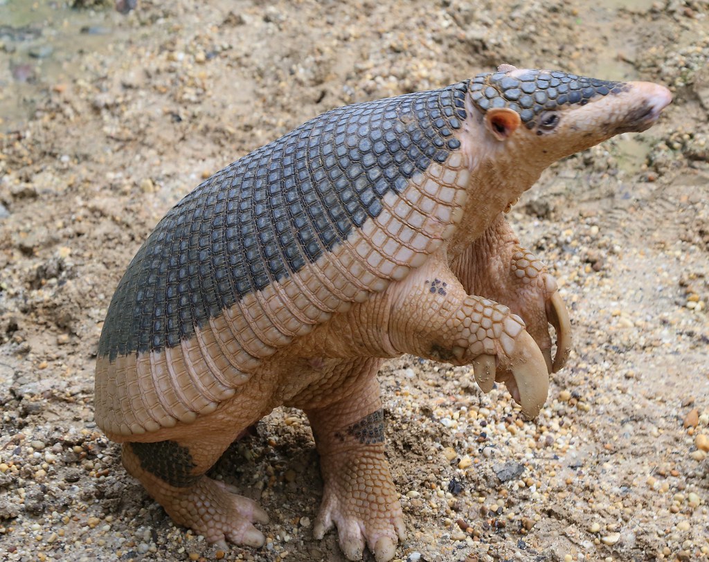 priodontes maximus