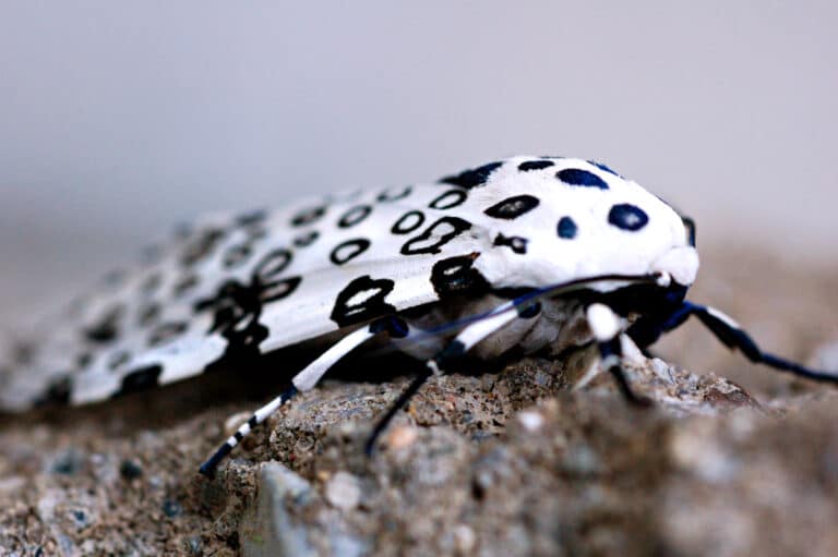 giant leopard moth hypercompe scribonia 1 giant leopard moth hypercompe scribonia 1 Giant Leopard Moth