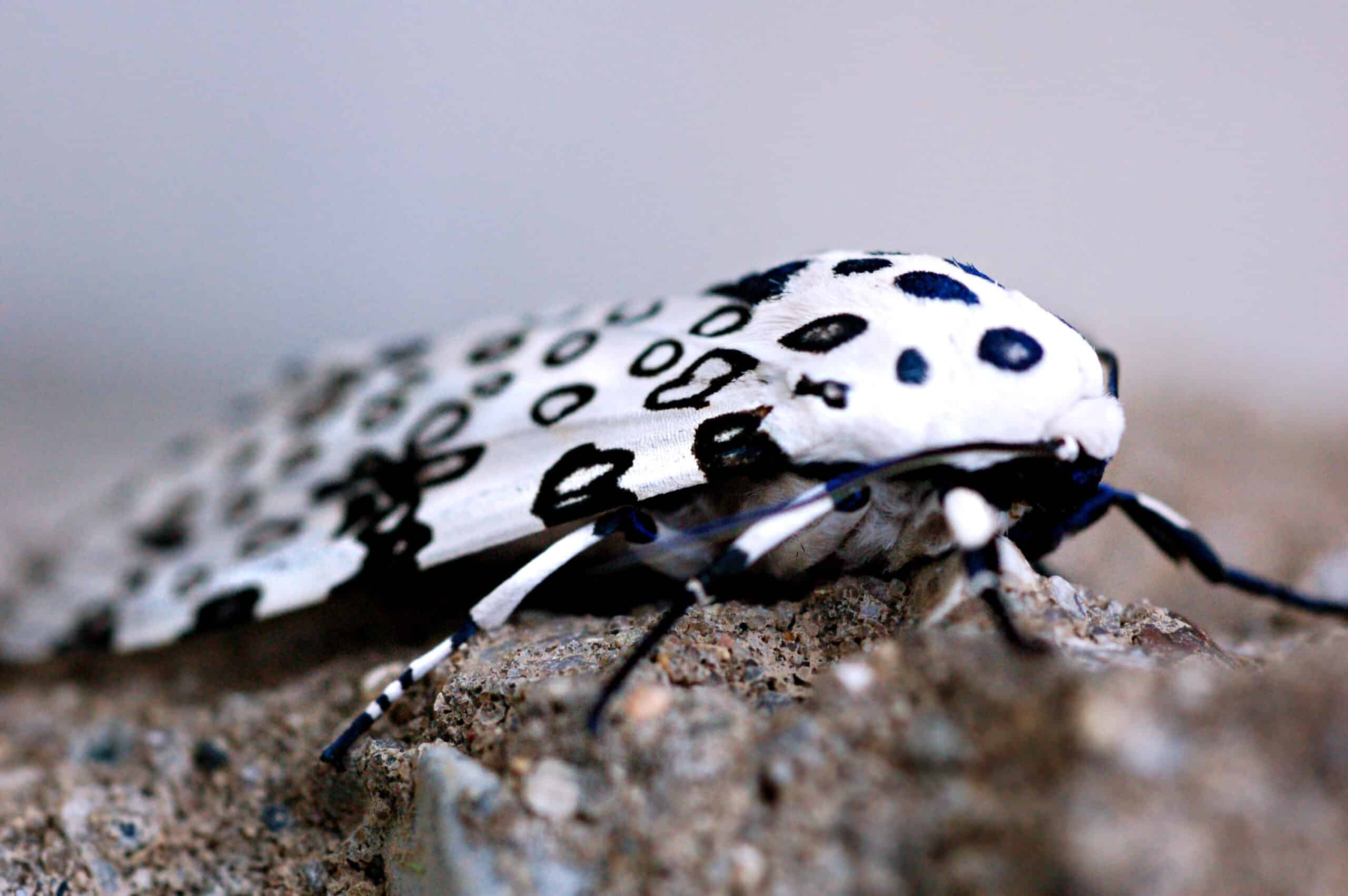 giant leopard moth hypercompe scribonia 1 giant leopard moth hypercompe scribonia 1 Giant Leopard Moth