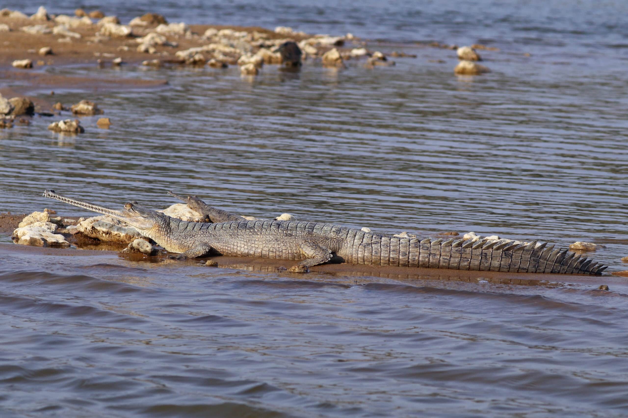 gharial (gavialis gangeticus) female gharial (gavialis gangeticus) female