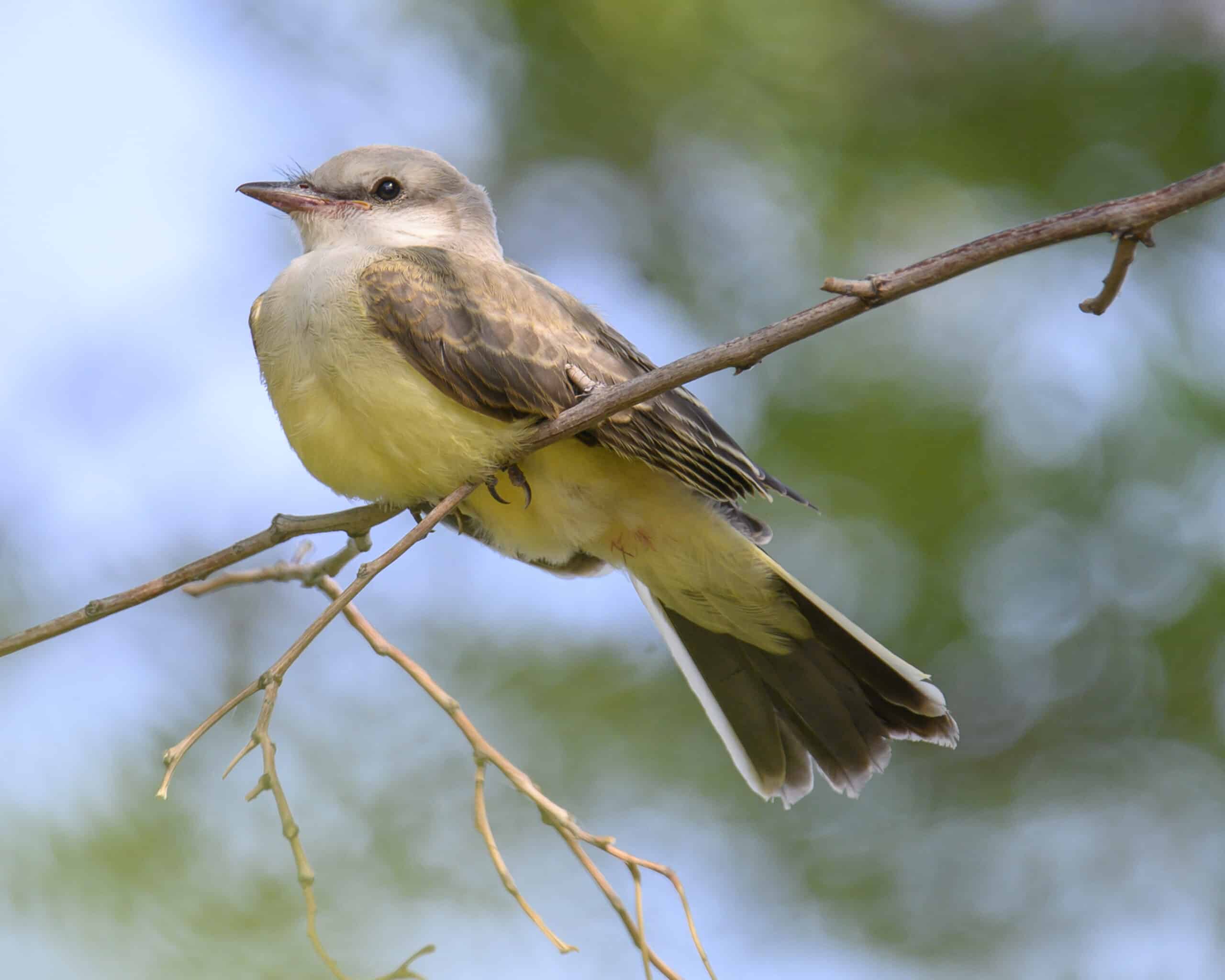 western kingbird bob kerrey pedestrian bridge dsc 4764 western kingbird bob kerrey pedestrian bridge dsc 4764 Western Kingbird