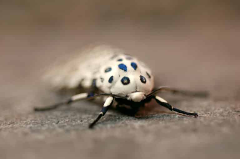 giant leopard moth hypercompe scribonia 7 giant leopard moth hypercompe scribonia 7