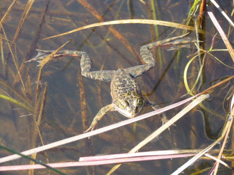 oregon spotted frog (rana pretiosa) (8895523540) oregon spotted frog (rana pretiosa) (8895523540)