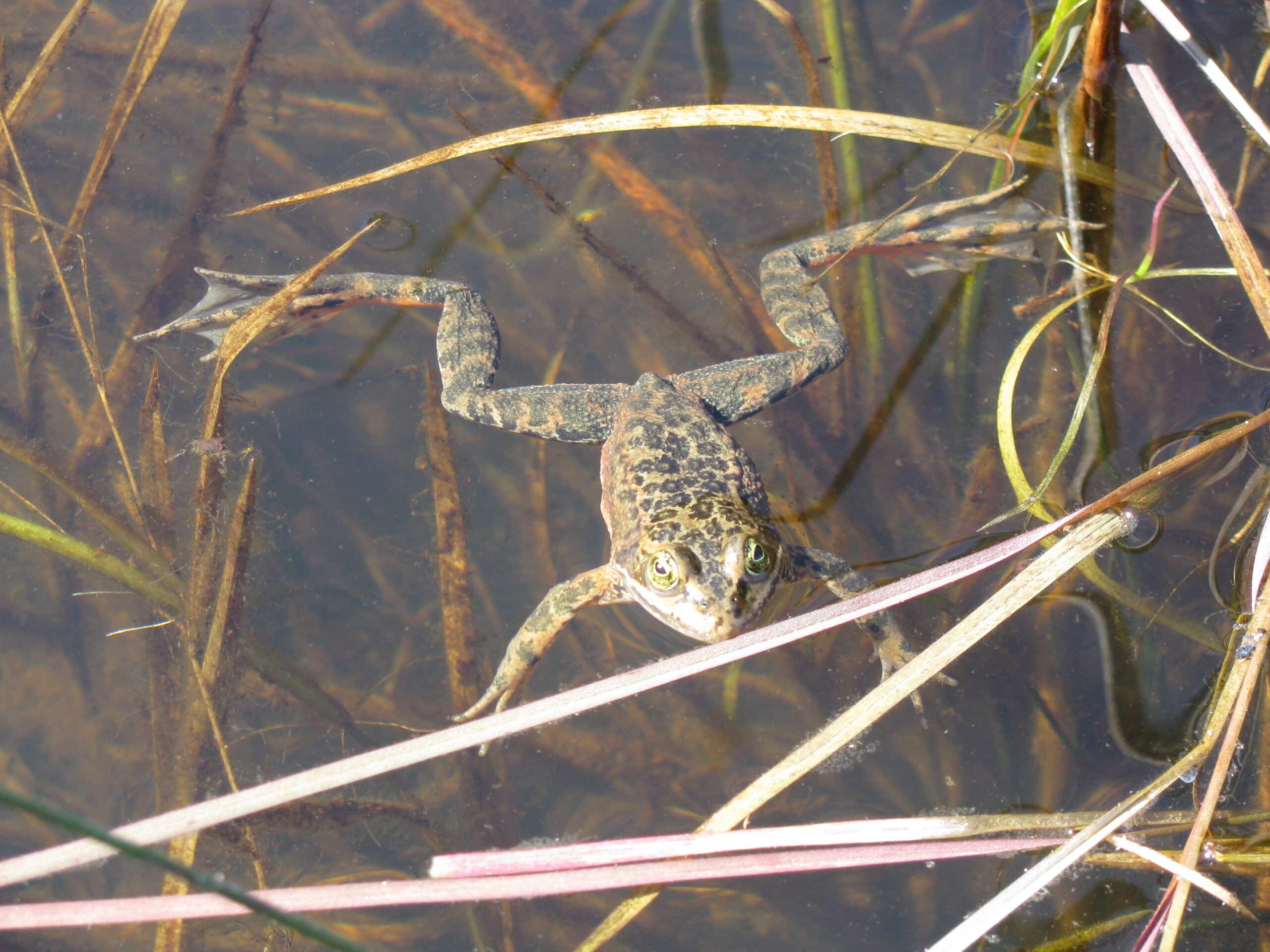 oregon spotted frog (rana pretiosa) (8895523540) oregon spotted frog (rana pretiosa) (8895523540)