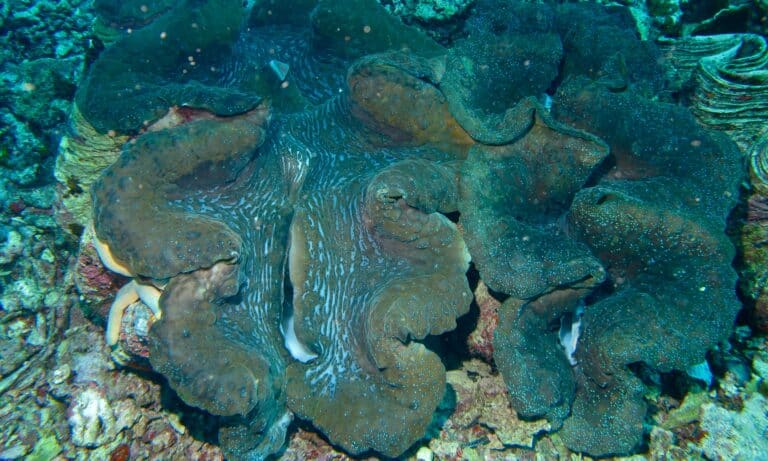 giant clam (tridacna gigas) (6058446919) giant clam (tridacna gigas) (6058446919)