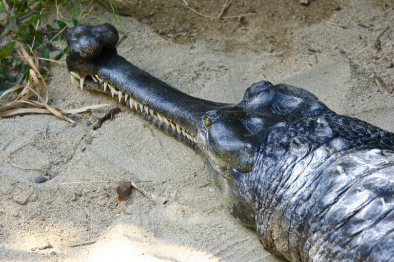 gavialis gangeticus san diego zoo 8a gavialis gangeticus san diego zoo 8a
