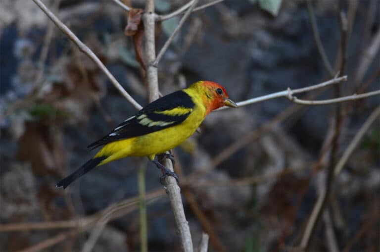 file:tángara capucha roja, western tanager, piranga ludoviciana (13929564023).jpg