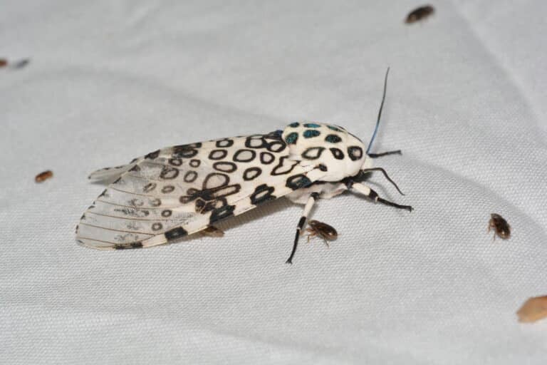 8146 – hypercompe scribonia – giant leopard moth (27725247211) 8146 – hypercompe scribonia – giant leopard moth (27725247211)