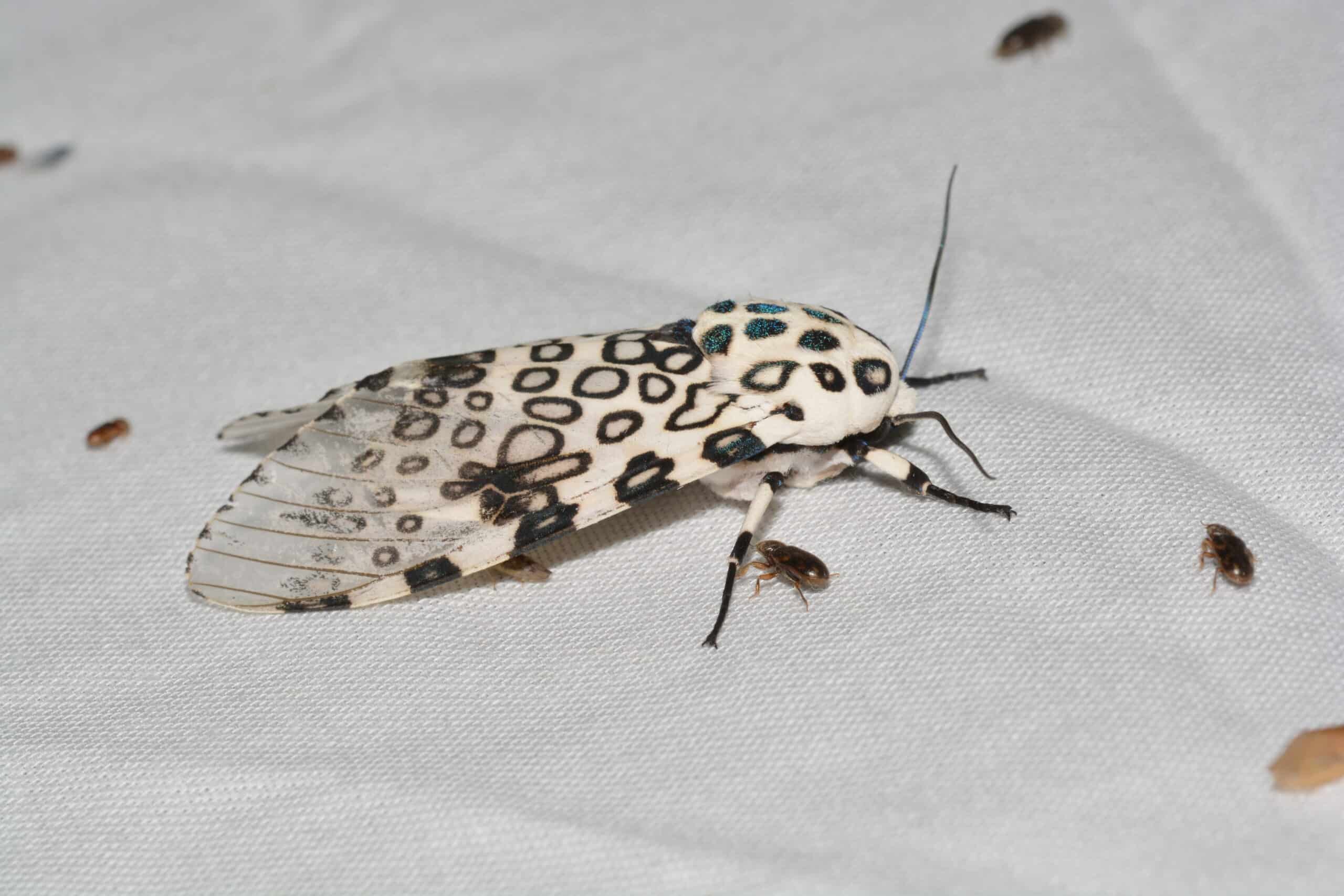 8146 – hypercompe scribonia – giant leopard moth (27725247211) 8146 – hypercompe scribonia – giant leopard moth (27725247211)