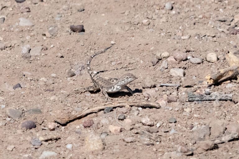 ?? whiptail lizard san pedro river @ fairbanks az 2019 05 04 09 06 31 (47731747472)