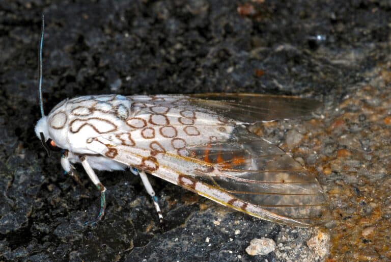 giant leopard moth (hypercompe scribonia) (6788891561) giant leopard moth (hypercompe scribonia) (6788891561)