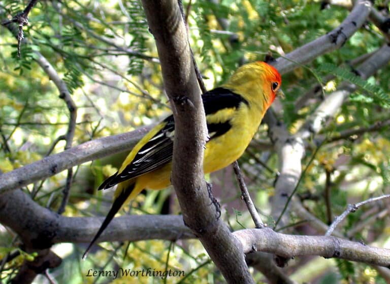 western tanager piranga ludoviciana arizona (15838822434)