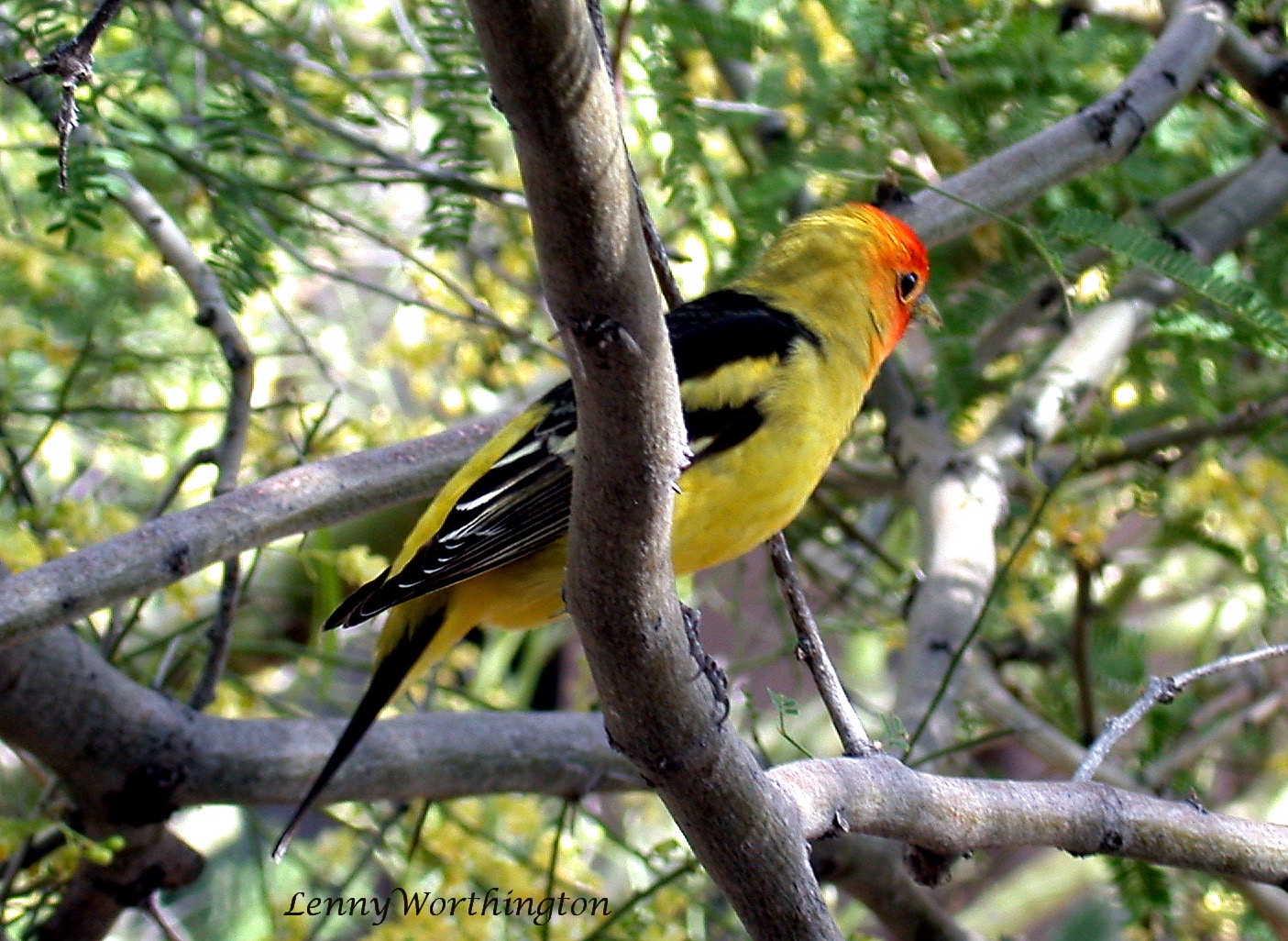 western tanager piranga ludoviciana arizona (15838822434)