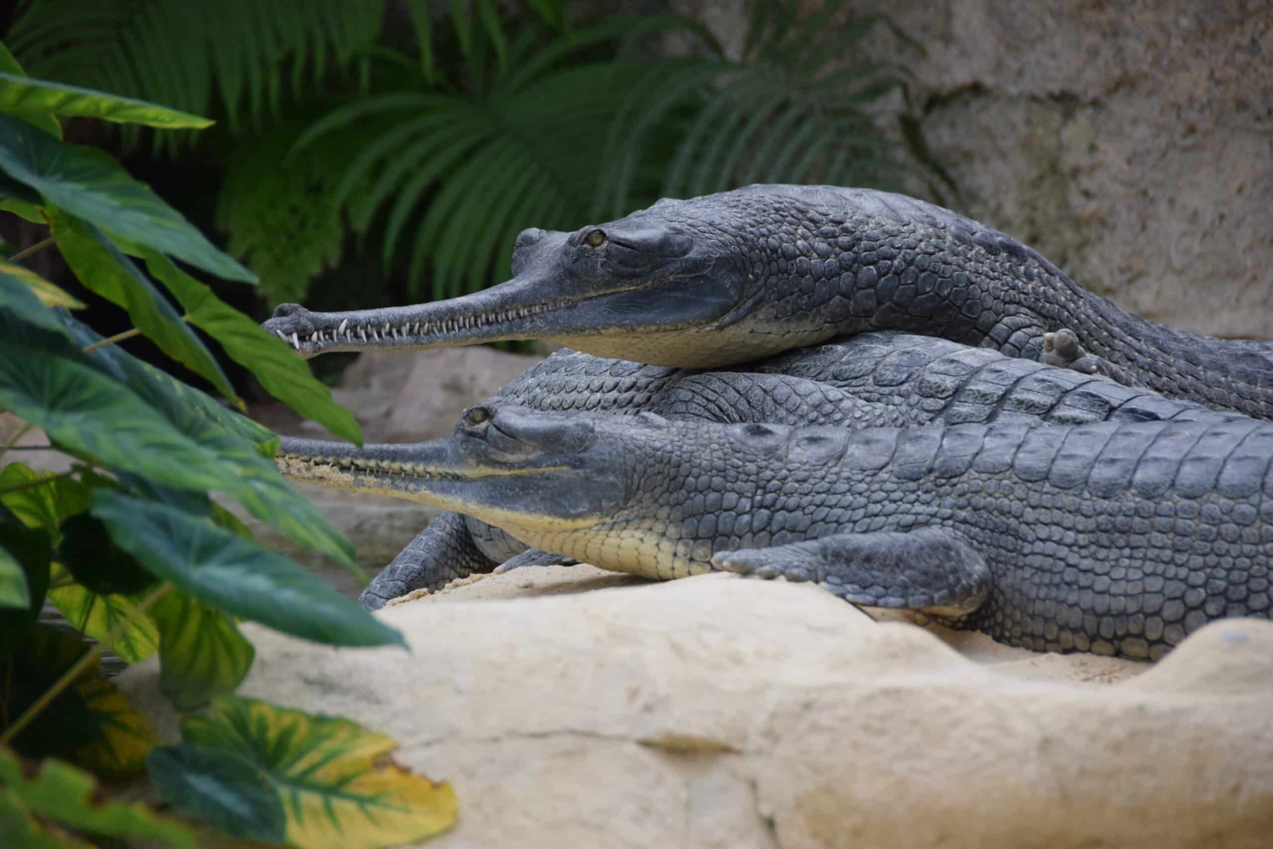 file:gavial du gange (gavialis gangeticus), ferme aux crocodiles.jpg file:gavial du gange (gavialis gangeticus), ferme aux crocodiles.jpg
