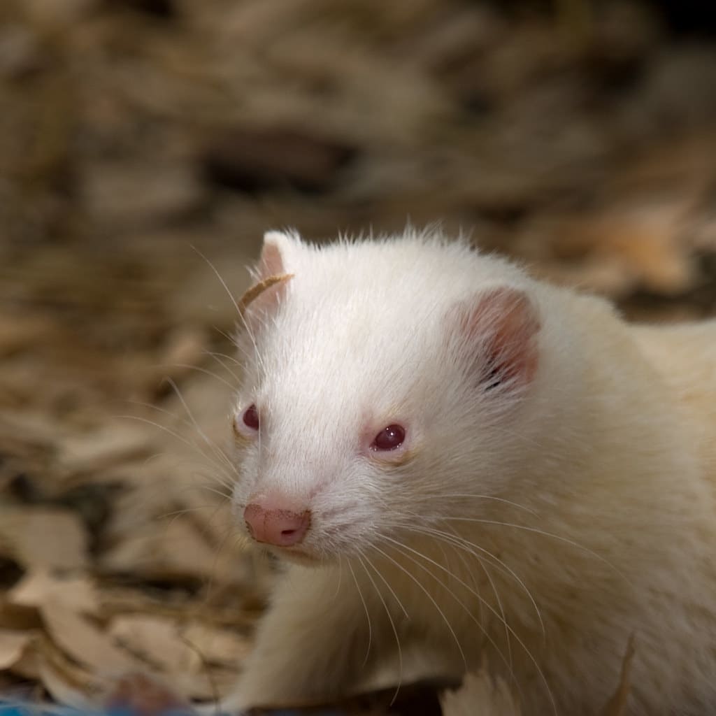 albino ferret albino ferret
