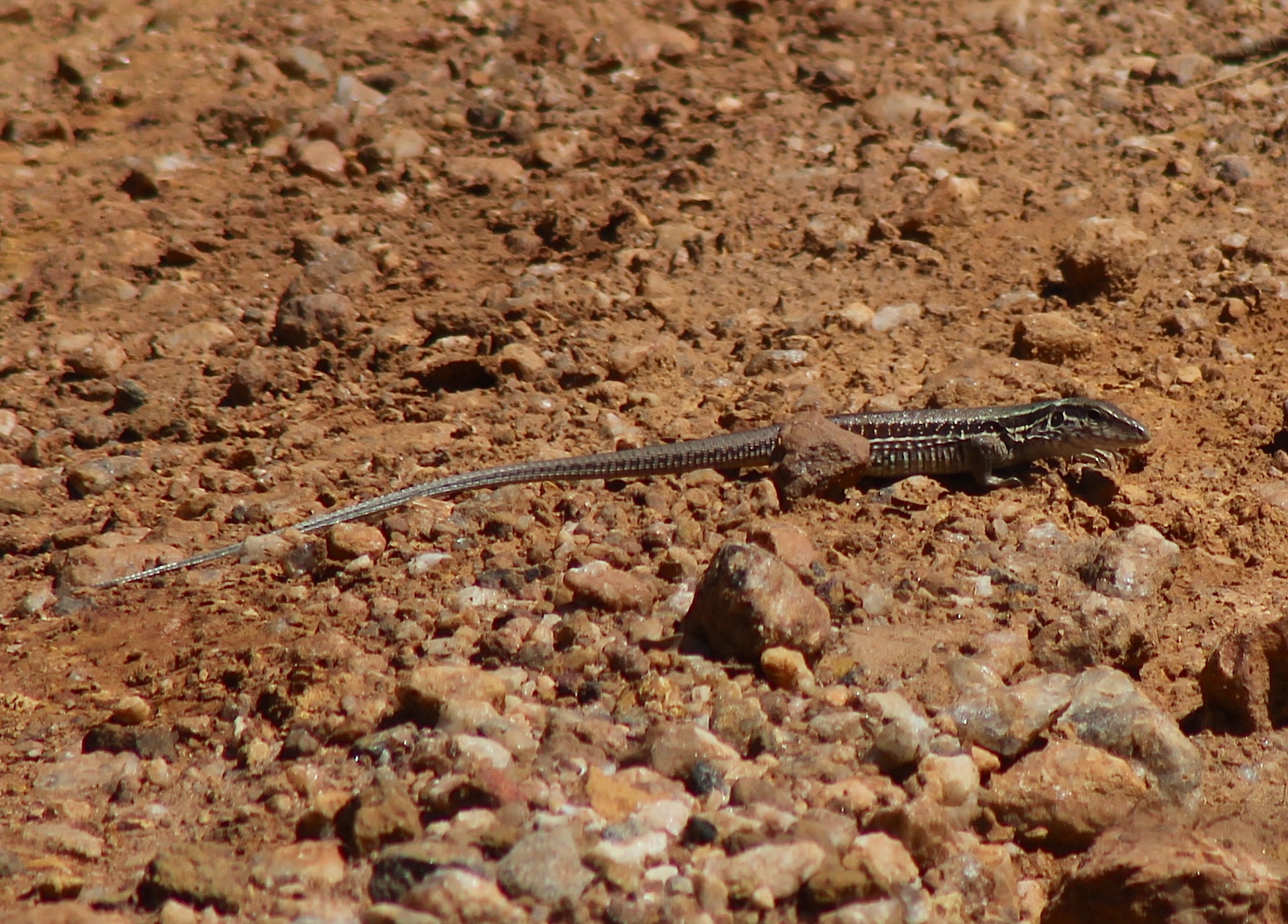 whiptail lizard species in brazil (21026478442)