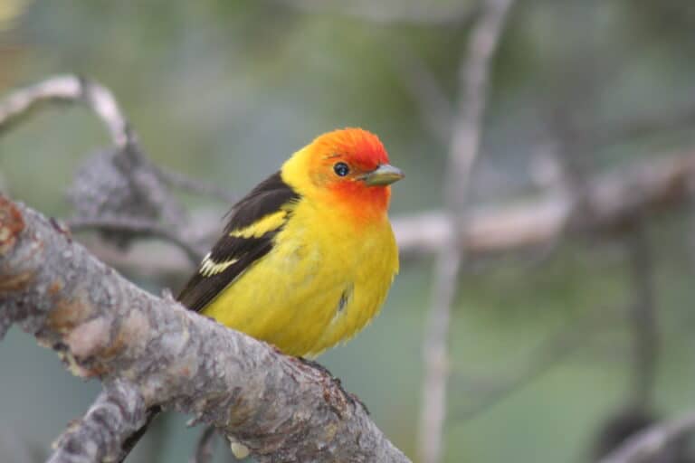western tanager piranga ludoviciana; male on branch