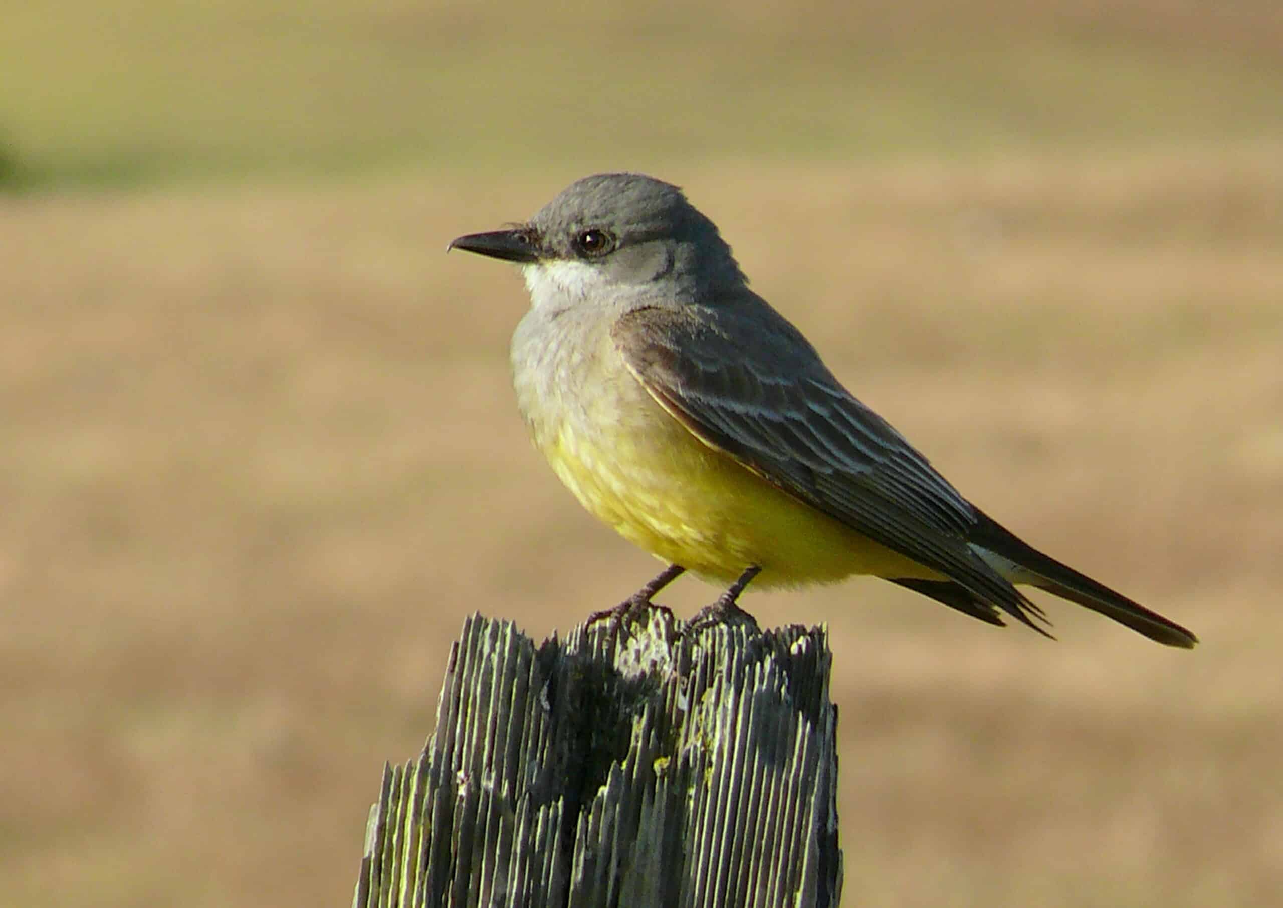 tyrannus verticalis 4 tyrannus verticalis 4