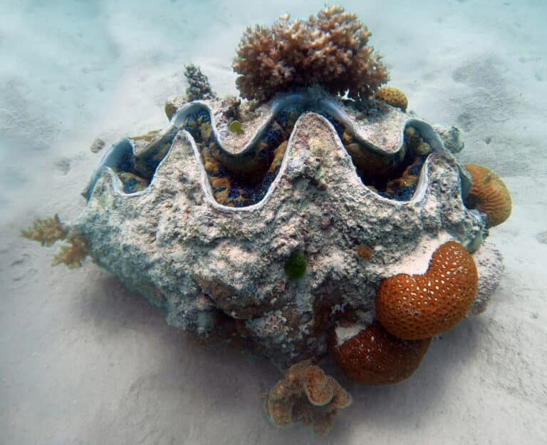 giant clam (tridacna gigas) michaelmas cay giant clam (tridacna gigas) michaelmas cay
