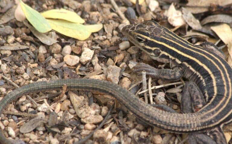file:desert grassland whiptail lizard (7959635438).jpg
