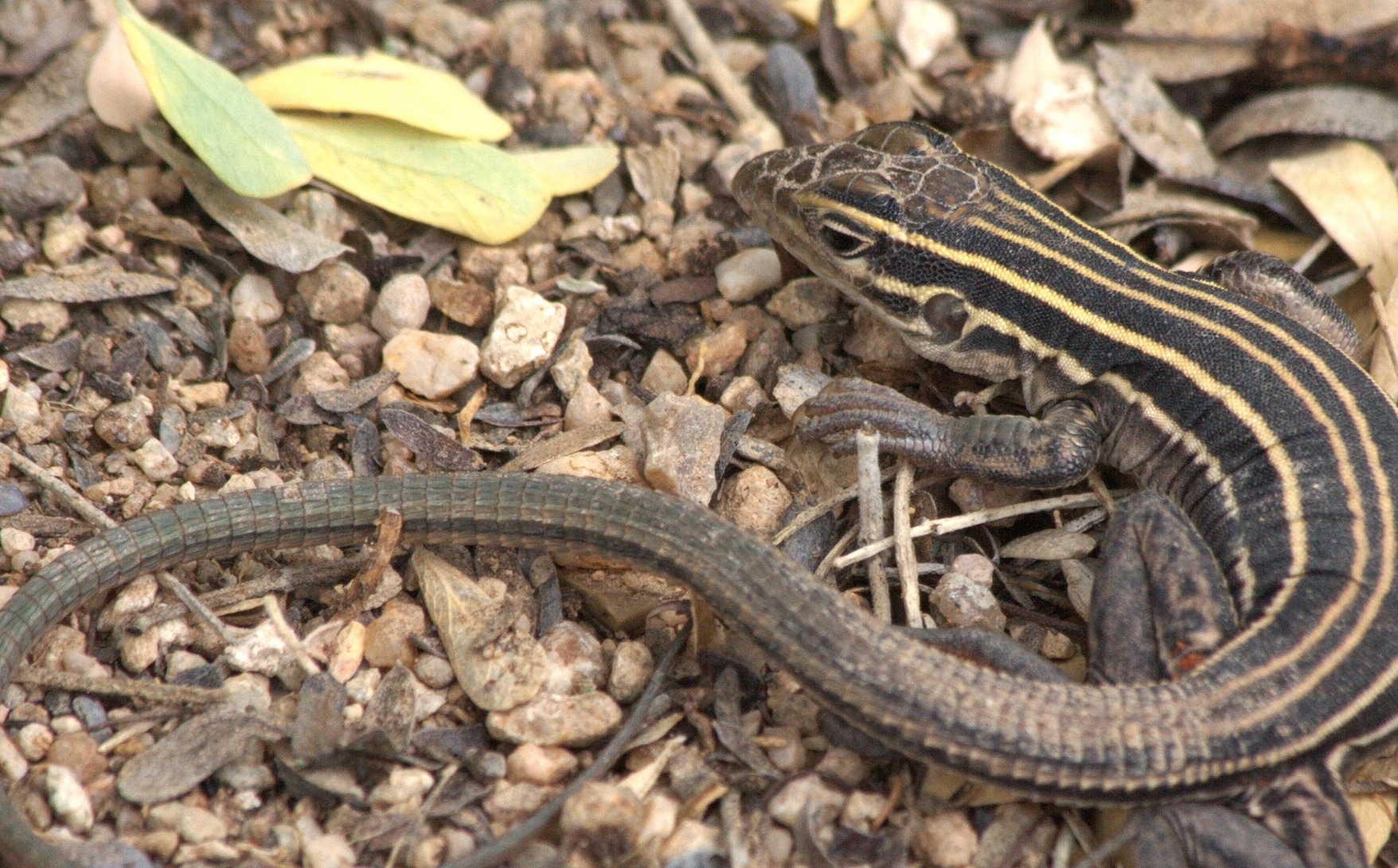 file:desert grassland whiptail lizard (7959635438).jpg