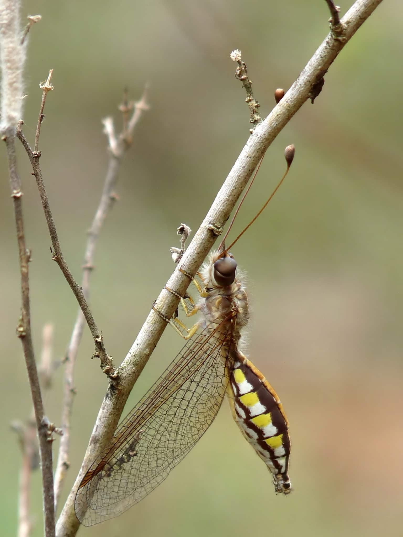owlfly ascalaphidae female 2 by kadavoor owlfly ascalaphidae female 2 by kadavoor