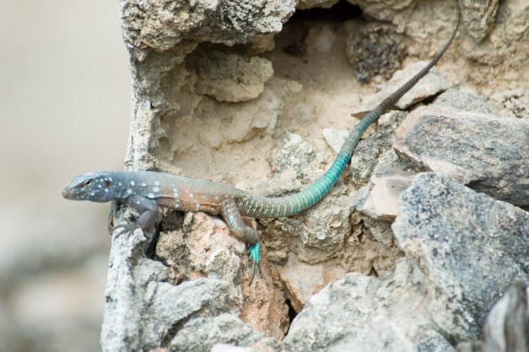 bonaire whiptail lizard cnemidophorus murinus ruthveni