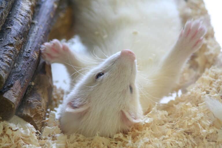 ferret ferret