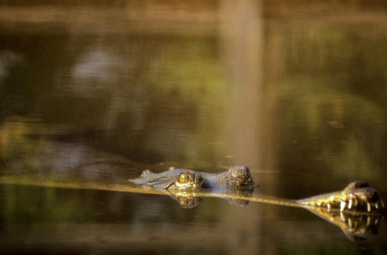 gharial (gavialis gangeticus) female captive specimen (20469771858) gharial (gavialis gangeticus) female captive specimen (20469771858)