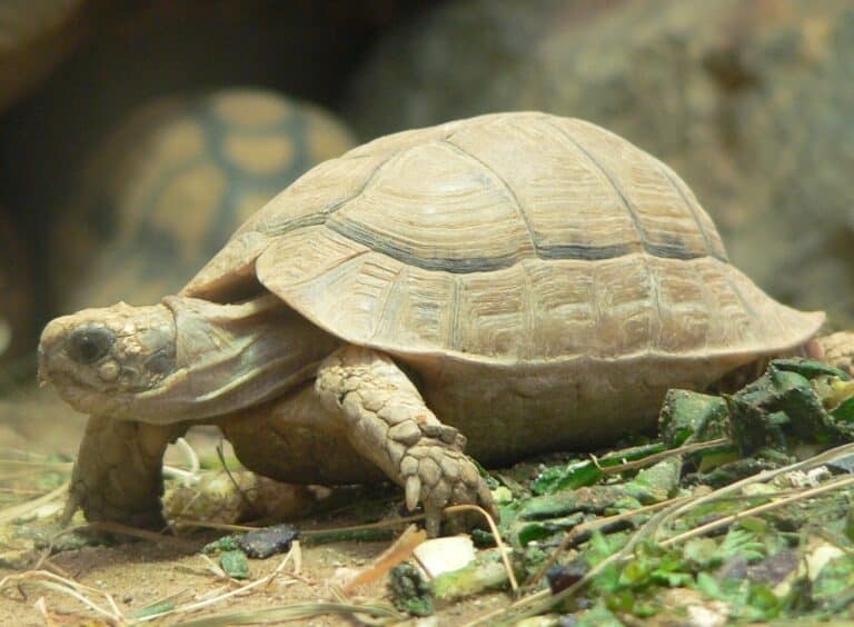 file:testudo kleinmanni 2008 11 02 248.jpg file:testudo kleinmanni 2008 11 02 248.jpg Egyptian Tortoise