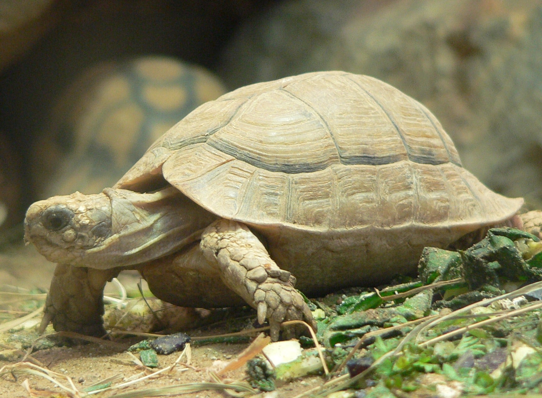 file:testudo kleinmanni 2008 11 02 248.jpg file:testudo kleinmanni 2008 11 02 248.jpg Egyptian Tortoise