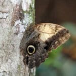 Owl Butterfly
