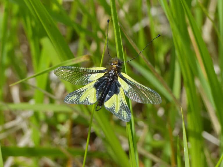 owlfly (libelloides coccajus) male (14139146726) owlfly (libelloides coccajus) male (14139146726)
