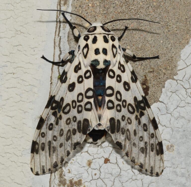 8146 – hypercompe scribonia (stoll, 1790) – giant leopard moth 51258866237 8146 – hypercompe scribonia (stoll, 1790) – giant leopard moth 51258866237