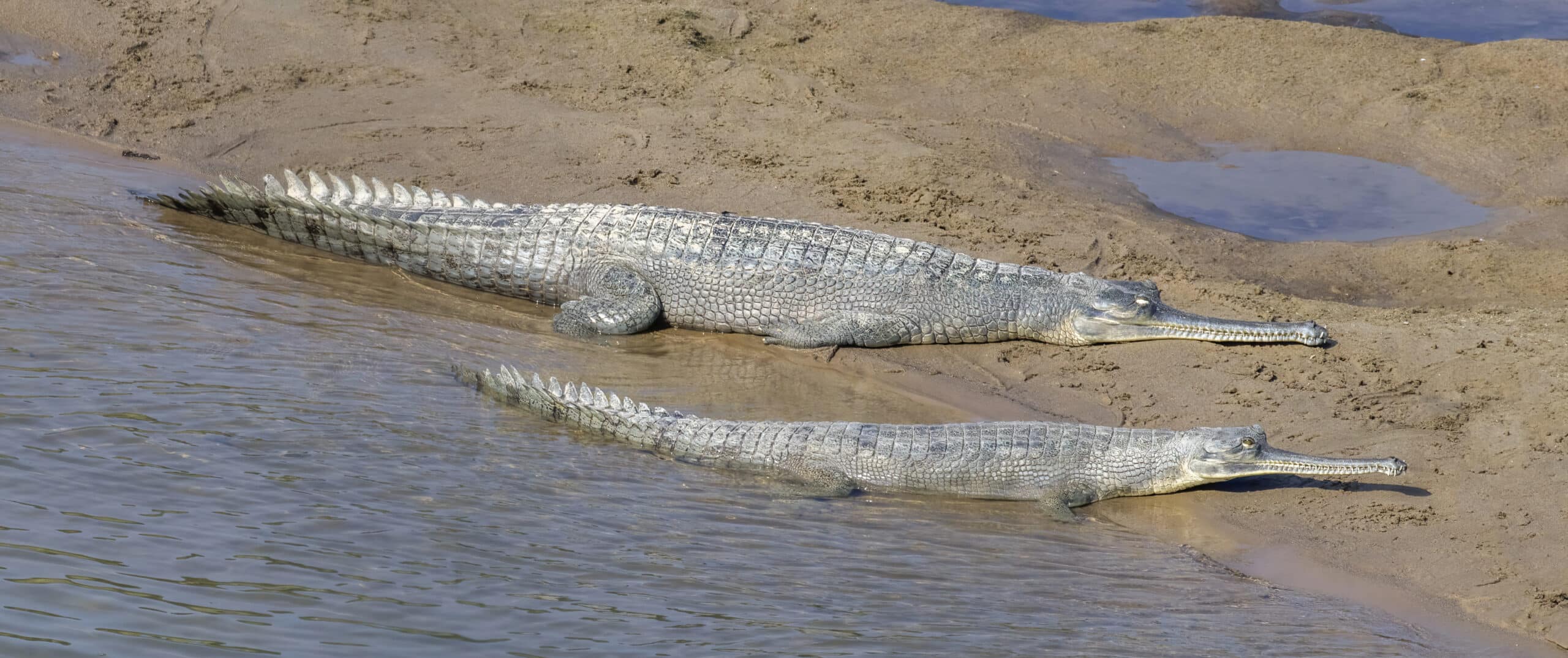 gharial (gavialis gangeticus) female and juvenile gharial (gavialis gangeticus) female and juvenile