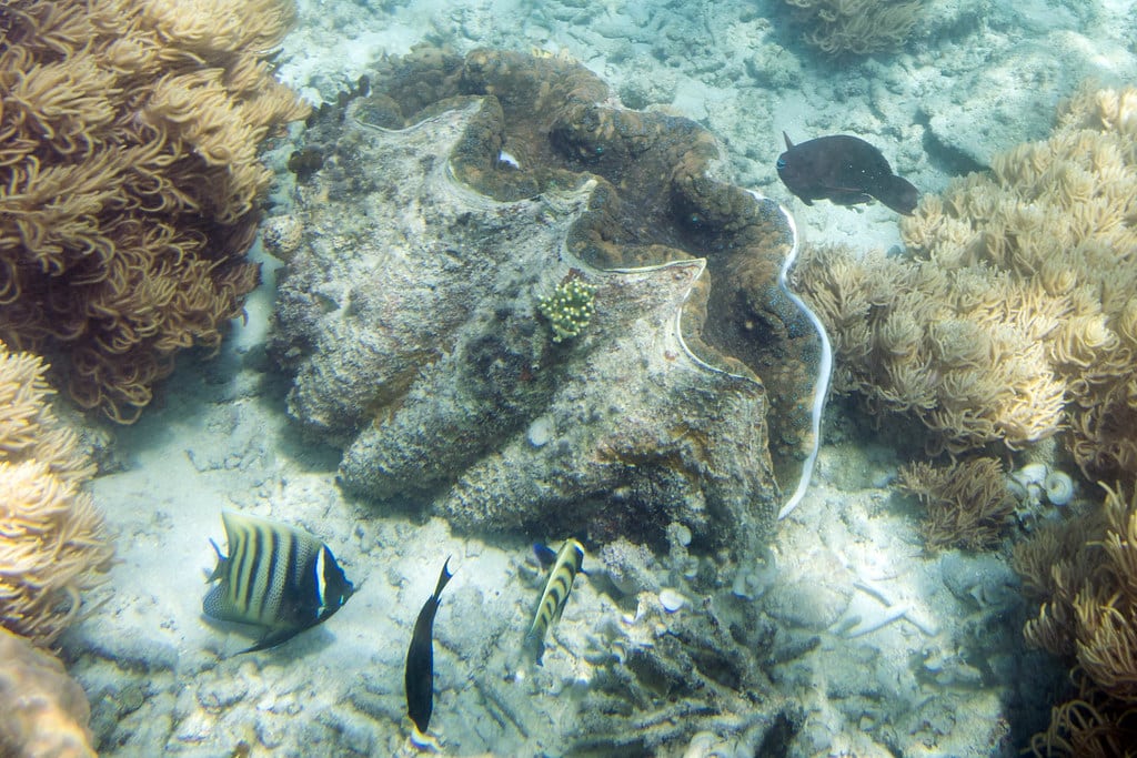 giant clam tridacna gigas and six banded angelfish pomacanthus sexstriatus giant clam tridacna gigas and six banded angelfish pomacanthus sexstriatus