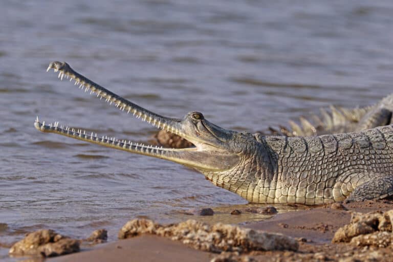 gharial (gavialis gangeticus) female head gharial (gavialis gangeticus) female head Gharial