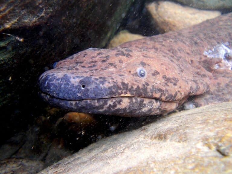 a. davidianus head a. davidianus head Giant Salamander