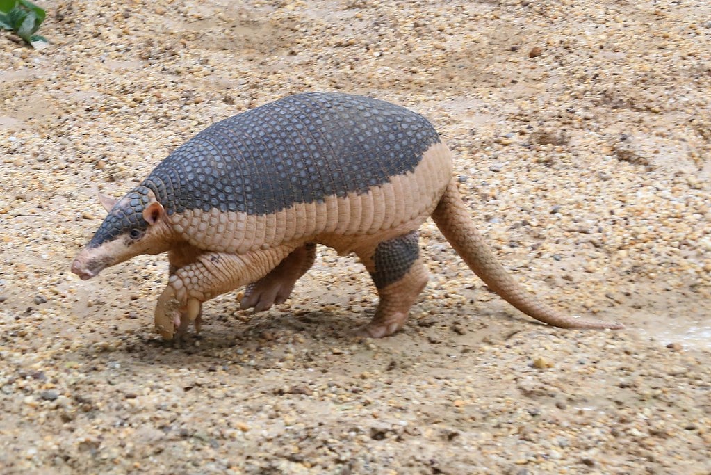 priodontes maximus