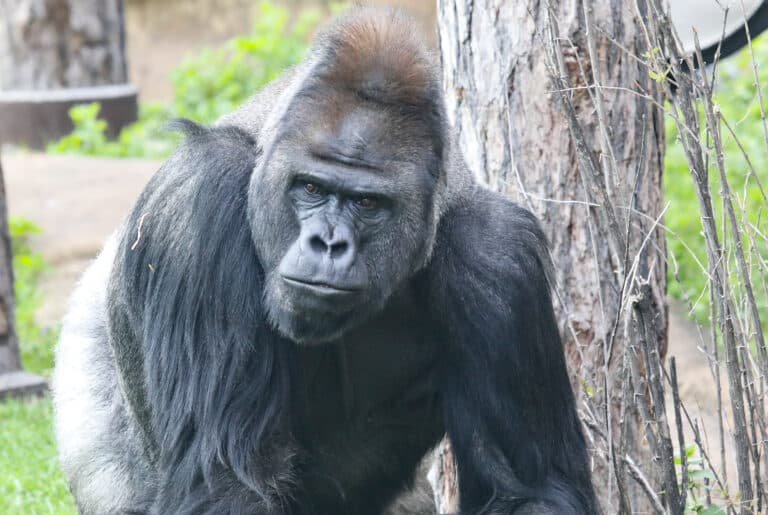 gorilla 2023 gorilla 2023