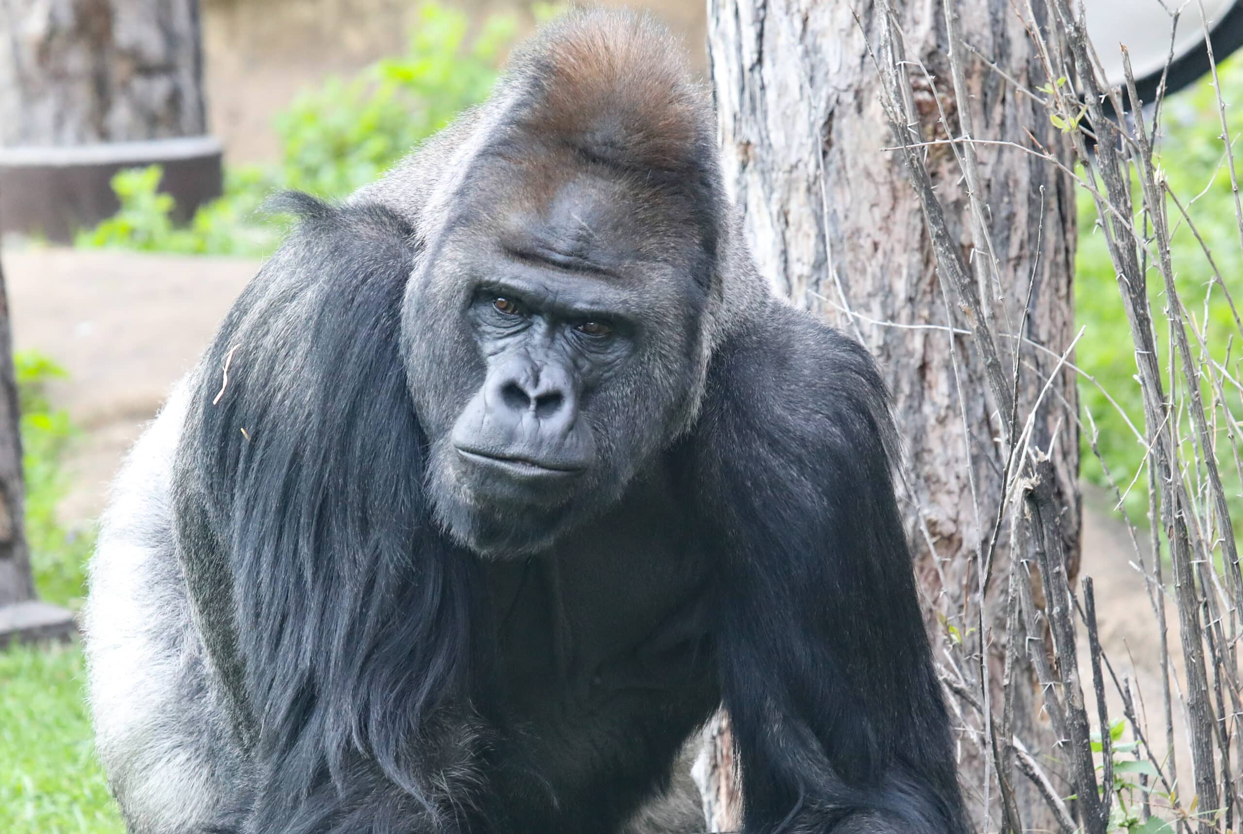 gorilla 2023 gorilla 2023