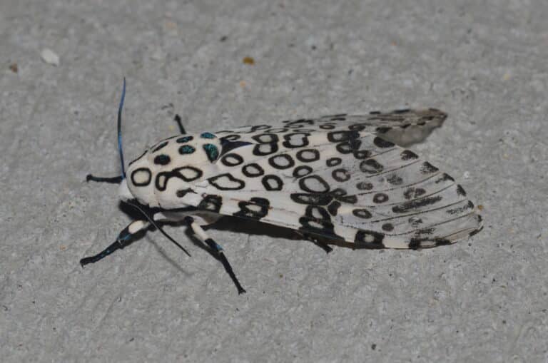 file: 8146 – hypercompe scribonia – giant leopard moth (18421130728).jpg file: 8146 – hypercompe scribonia – giant leopard moth (18421130728).jpg